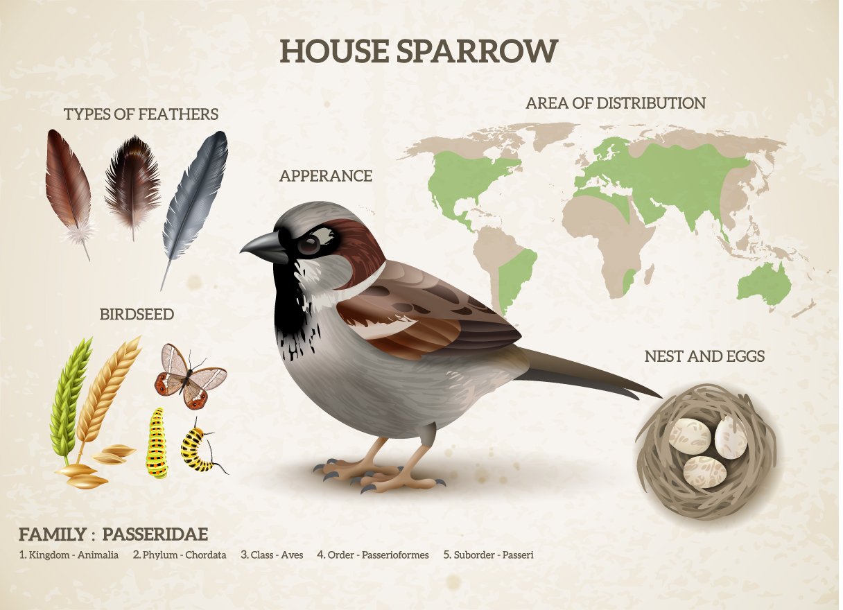 Sparrow